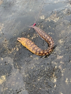 ウツボの釣果