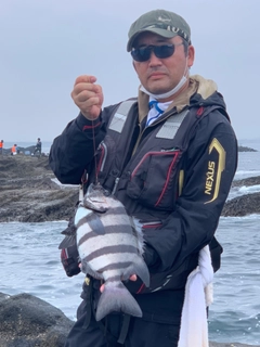 イシダイの釣果