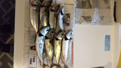 サバの釣果