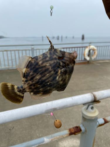 カワハギの釣果