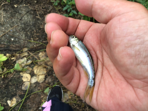 カワムツの釣果