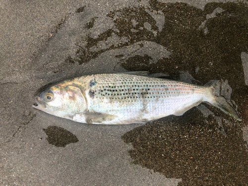 コノシロの釣果