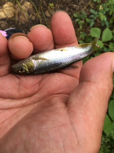 カワムツの釣果