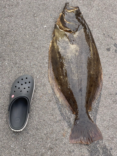 ヒラメの釣果