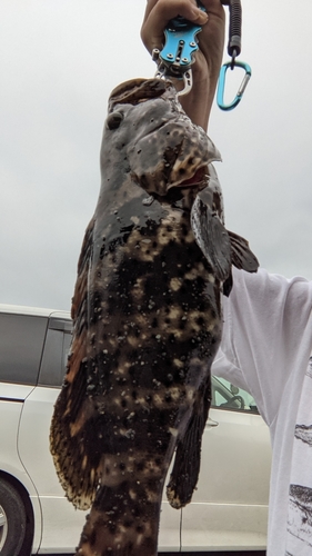 ヤイトハタの釣果