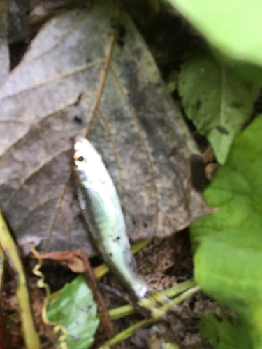 カワムツの釣果