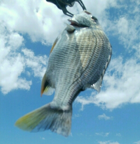 キビレの釣果