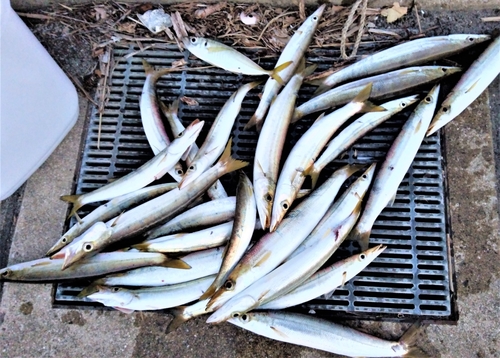 アカカマスの釣果