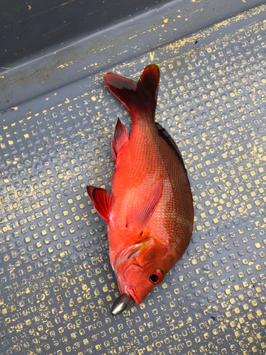 ヒメフエダイの釣果