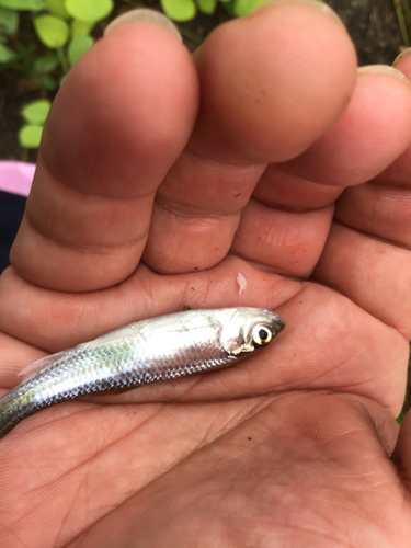 カワムツの釣果