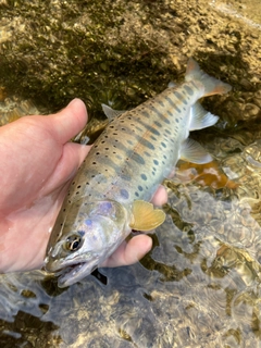 ヤマメの釣果