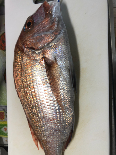 タイの釣果