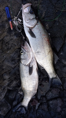 ヒラスズキの釣果