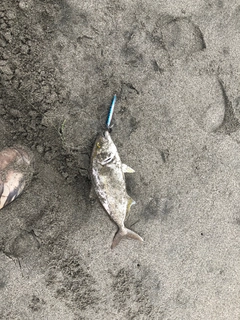 ショゴの釣果
