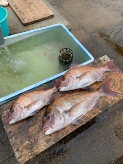 マダイの釣果