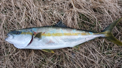 ヒラマサの釣果