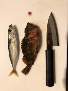 サバの釣果