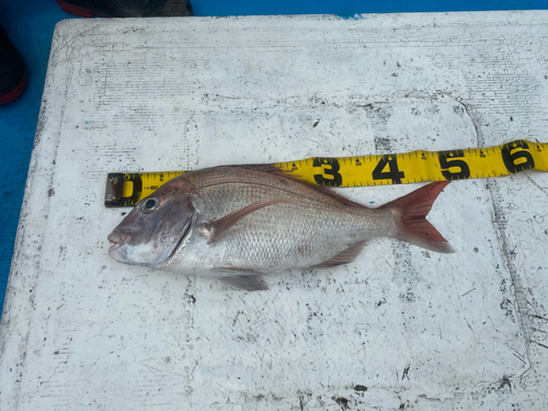 マダイの釣果