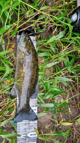 スモールマウスバスの釣果