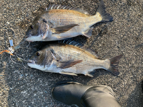 クロダイの釣果