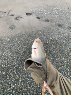 ショゴの釣果