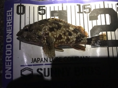 ガシラの釣果