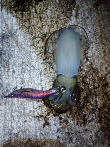 アオリイカの釣果