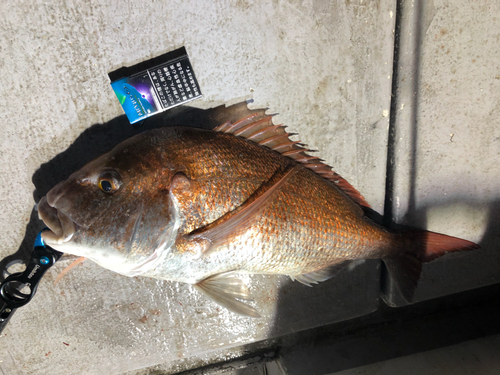 マダイの釣果