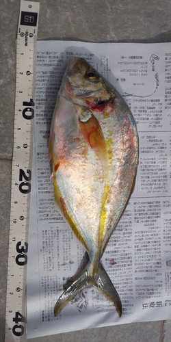 シマアジの釣果