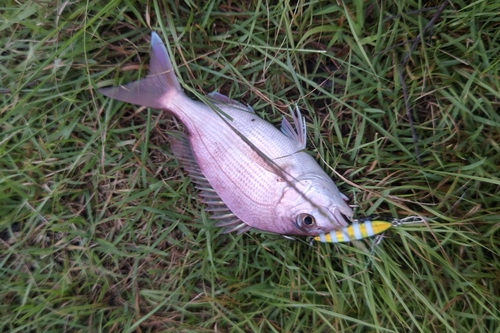 タイの釣果