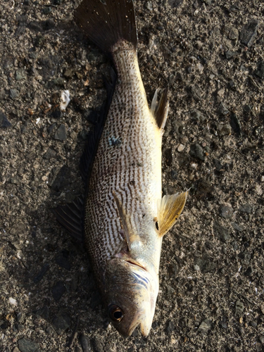 イシモチの釣果