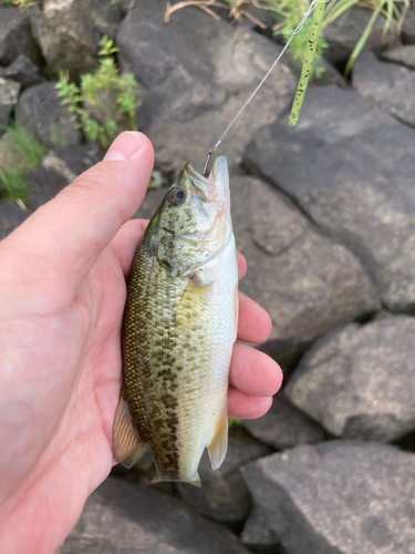 ブラックバスの釣果