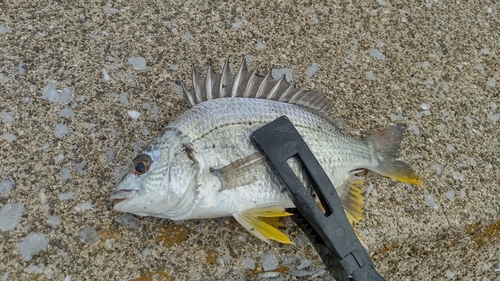 キビレの釣果