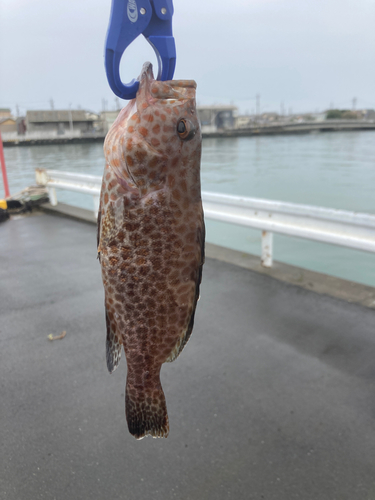 オオモンハタの釣果