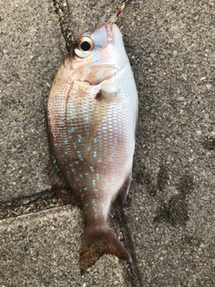 チャリコの釣果