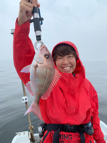 マダイの釣果