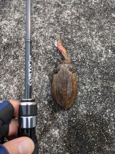 イカの釣果