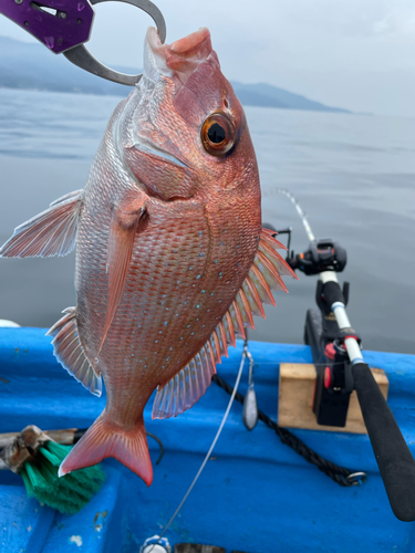 マダイの釣果