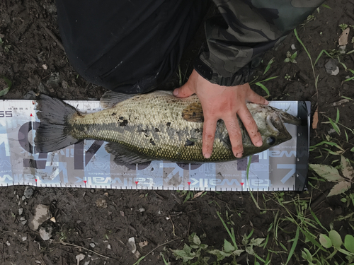 ブラックバスの釣果