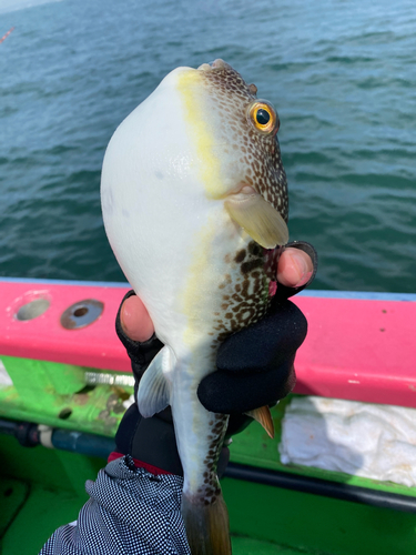 ショウサイフグの釣果