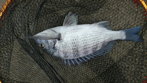 シオの釣果