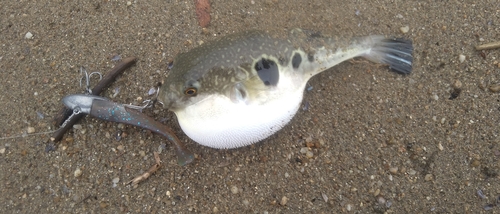 フグの釣果