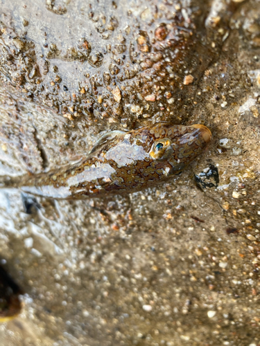 シロギスの釣果