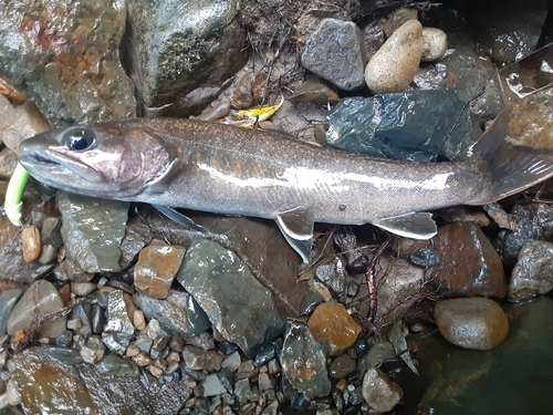 ヤマトイワナの釣果