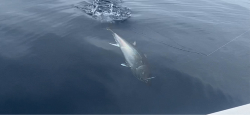 クロマグロの釣果