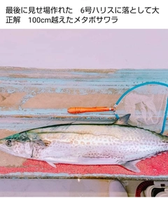 サワラの釣果