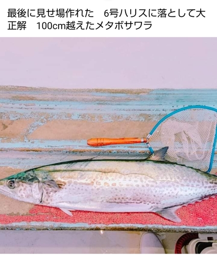 サワラの釣果