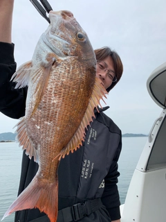 マダイの釣果