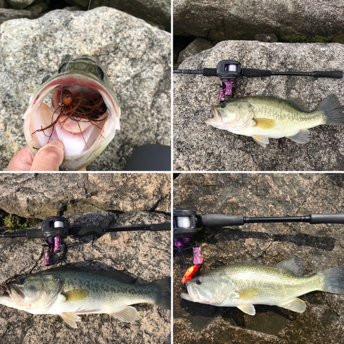 ブラックバスの釣果