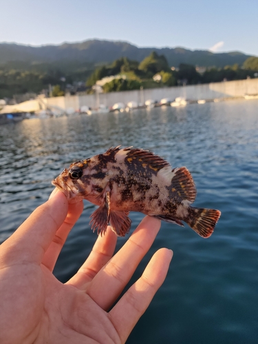 オウゴンムラソイの釣果